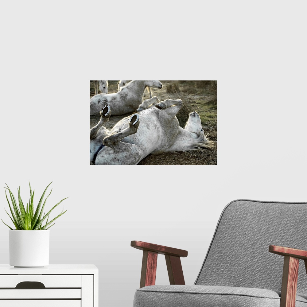A modern room featuring Large, landscape photograph of several Camargue horses on a grassy field, the one in the foregrou...