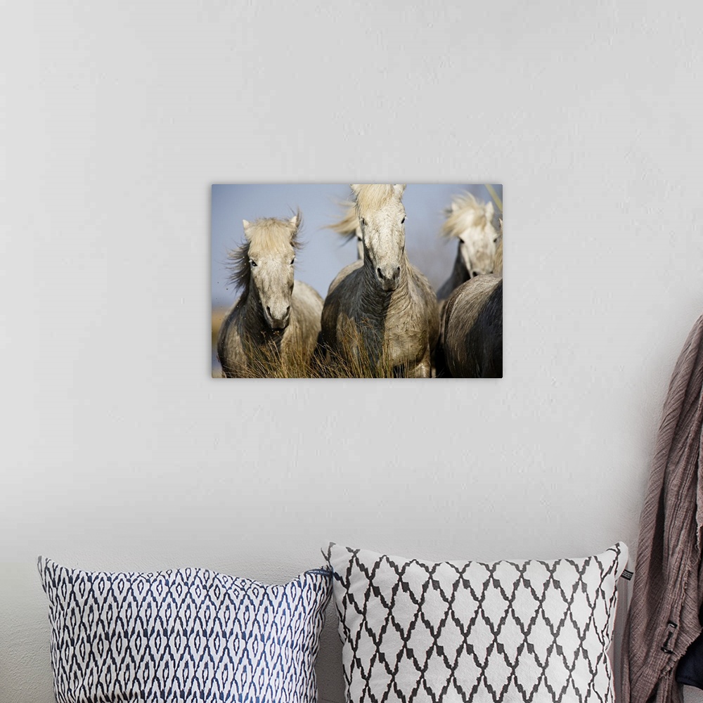 A bohemian room featuring Camargue horses running at sunset, Arles, France
