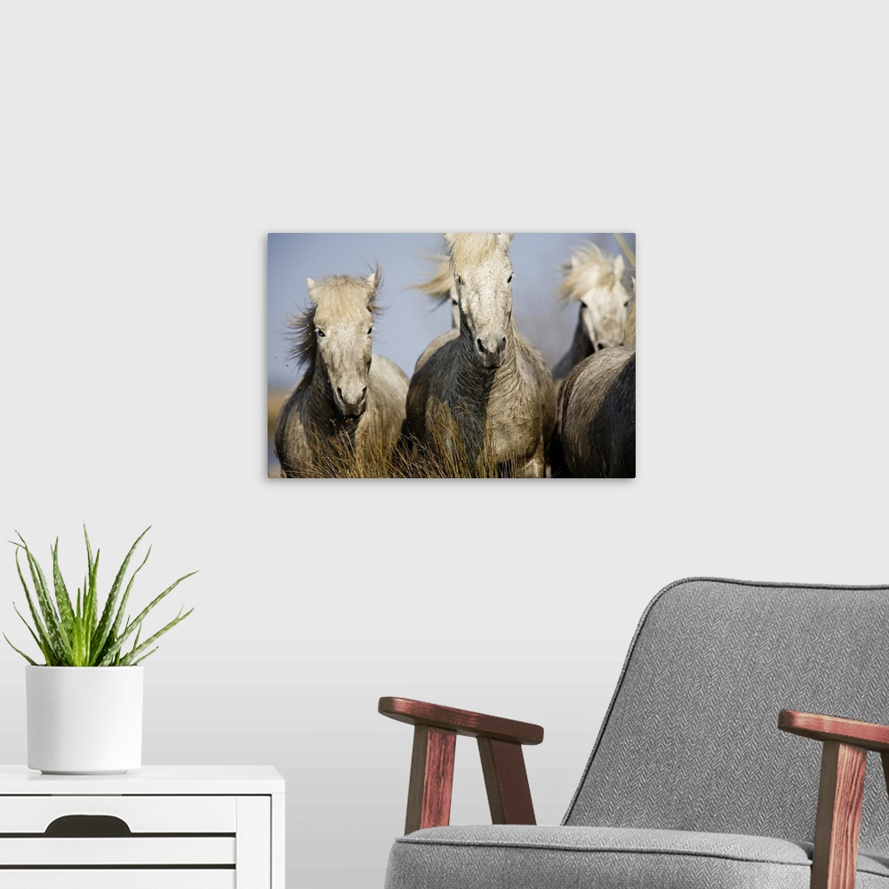 A modern room featuring Camargue horses running at sunset, Arles, France
