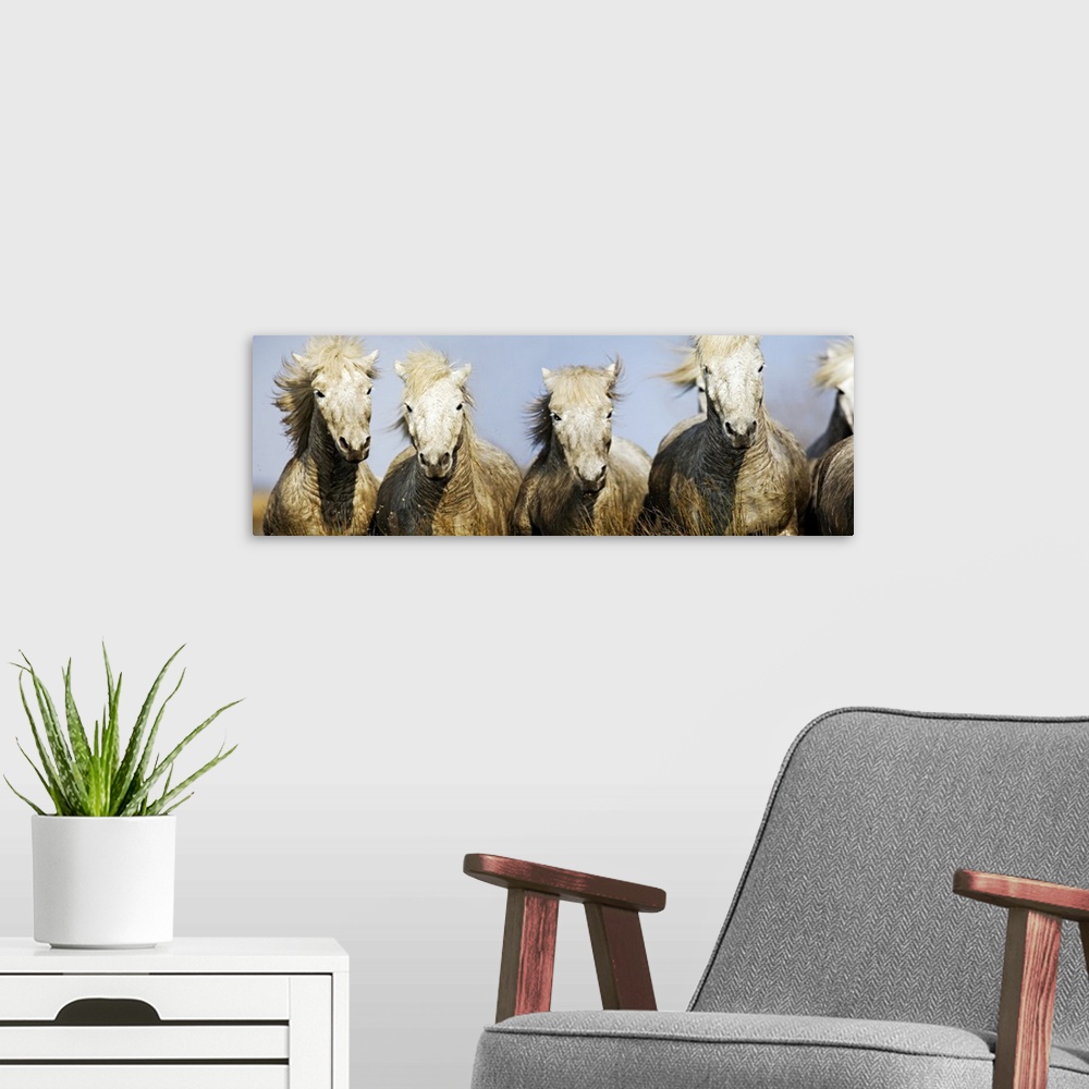 A modern room featuring Horizontal photograph of give white horses galloping together as mud splashes up on their white c...