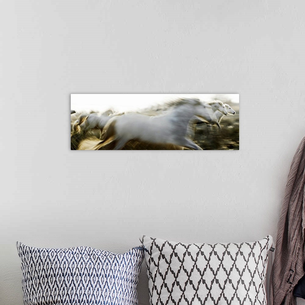 A bohemian room featuring Panoramic photo of Camargue horses running at sundown in Arles, France. Horses are blurred which ...