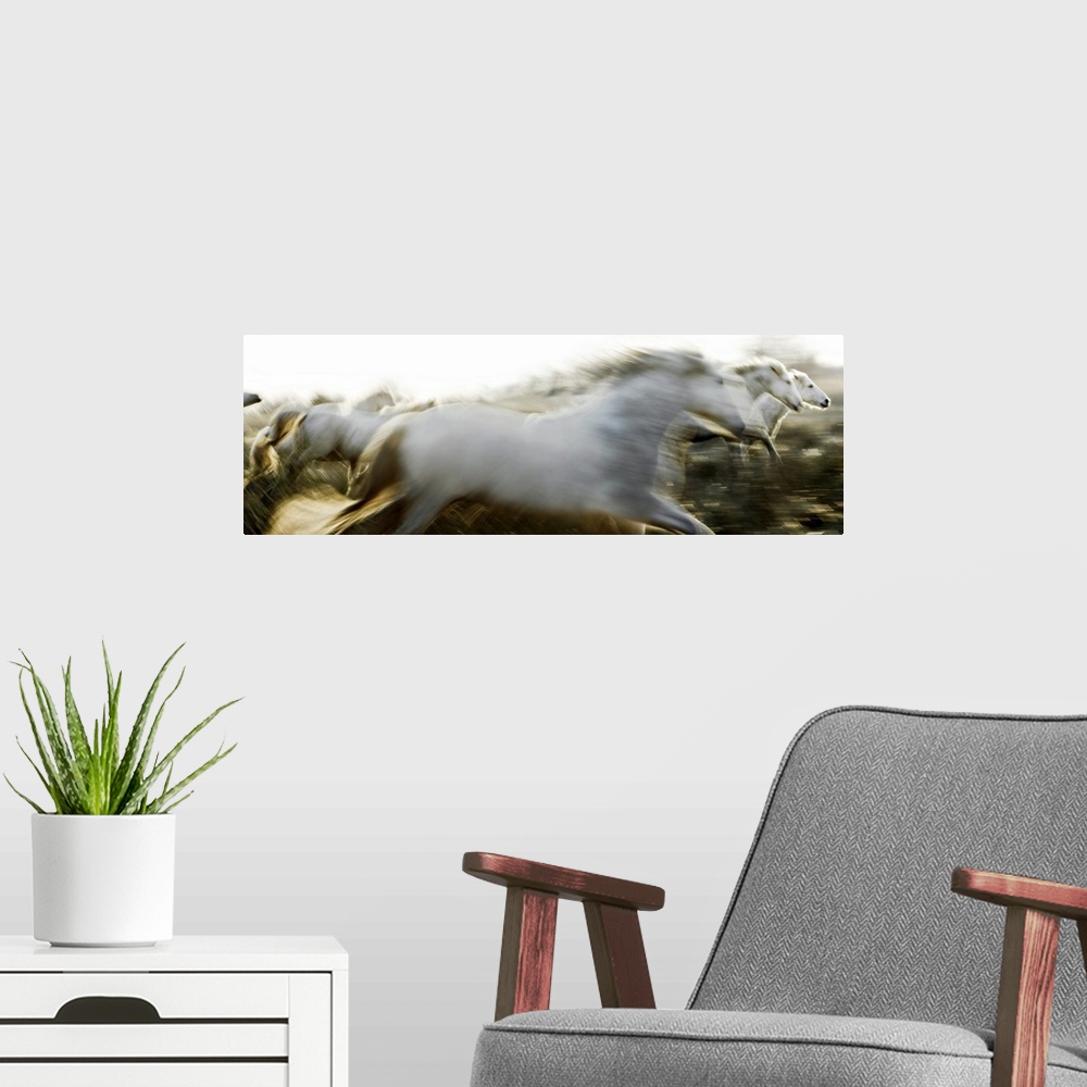 A modern room featuring Panoramic photo of Camargue horses running at sundown in Arles, France. Horses are blurred which ...