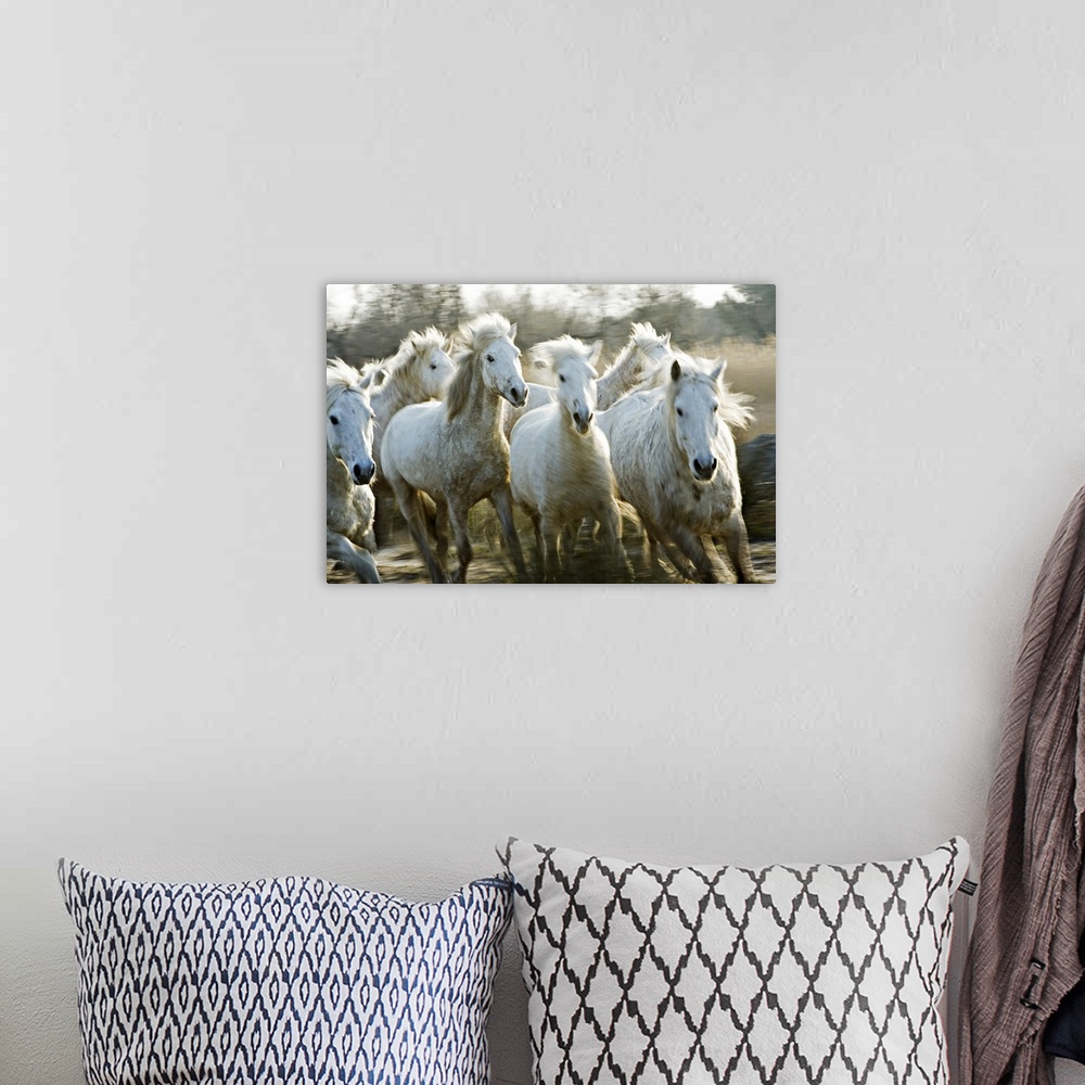 A bohemian room featuring Several white horses gallop through mud in this horizontal photograph.