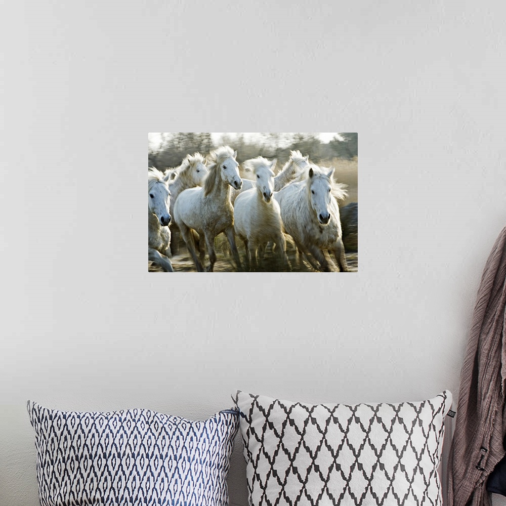 A bohemian room featuring Several white horses gallop through mud in this horizontal photograph.