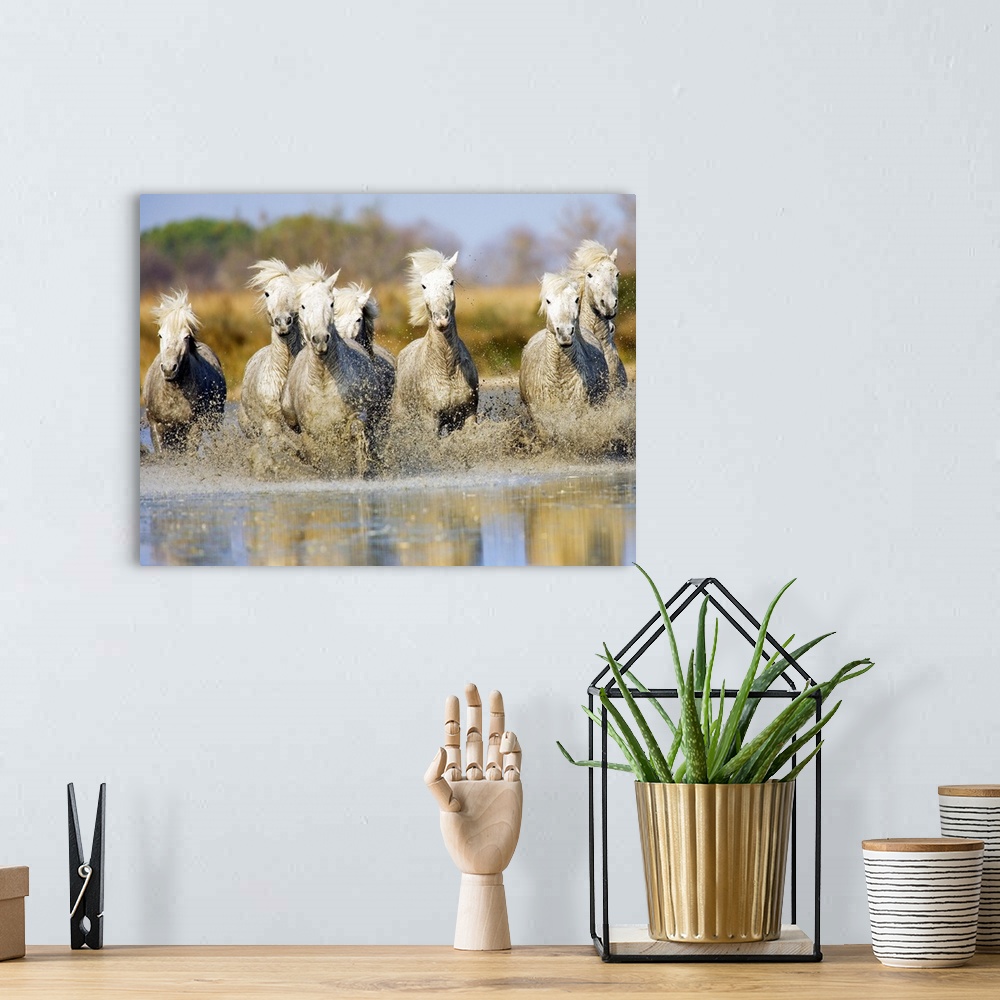 A bohemian room featuring Camargue horses running in the water at sunset, Arles, France