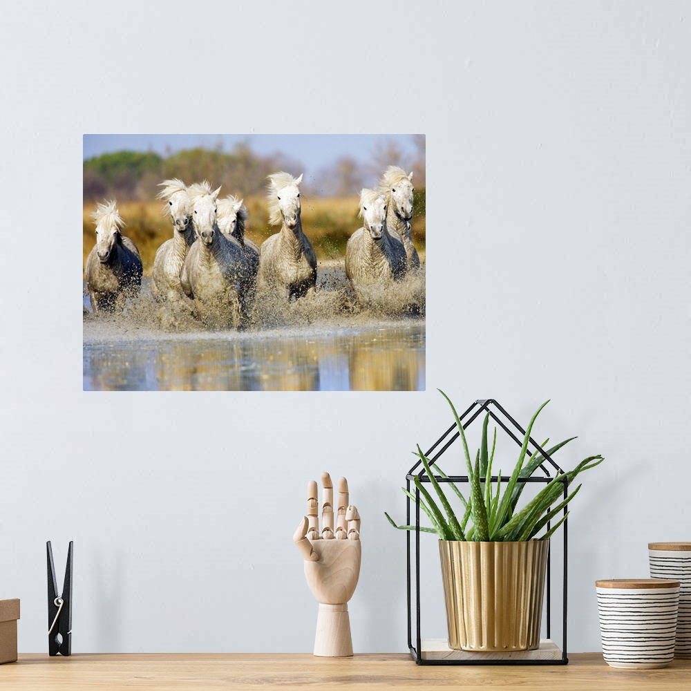 A bohemian room featuring Camargue horses running in the water at sunset, Arles, France