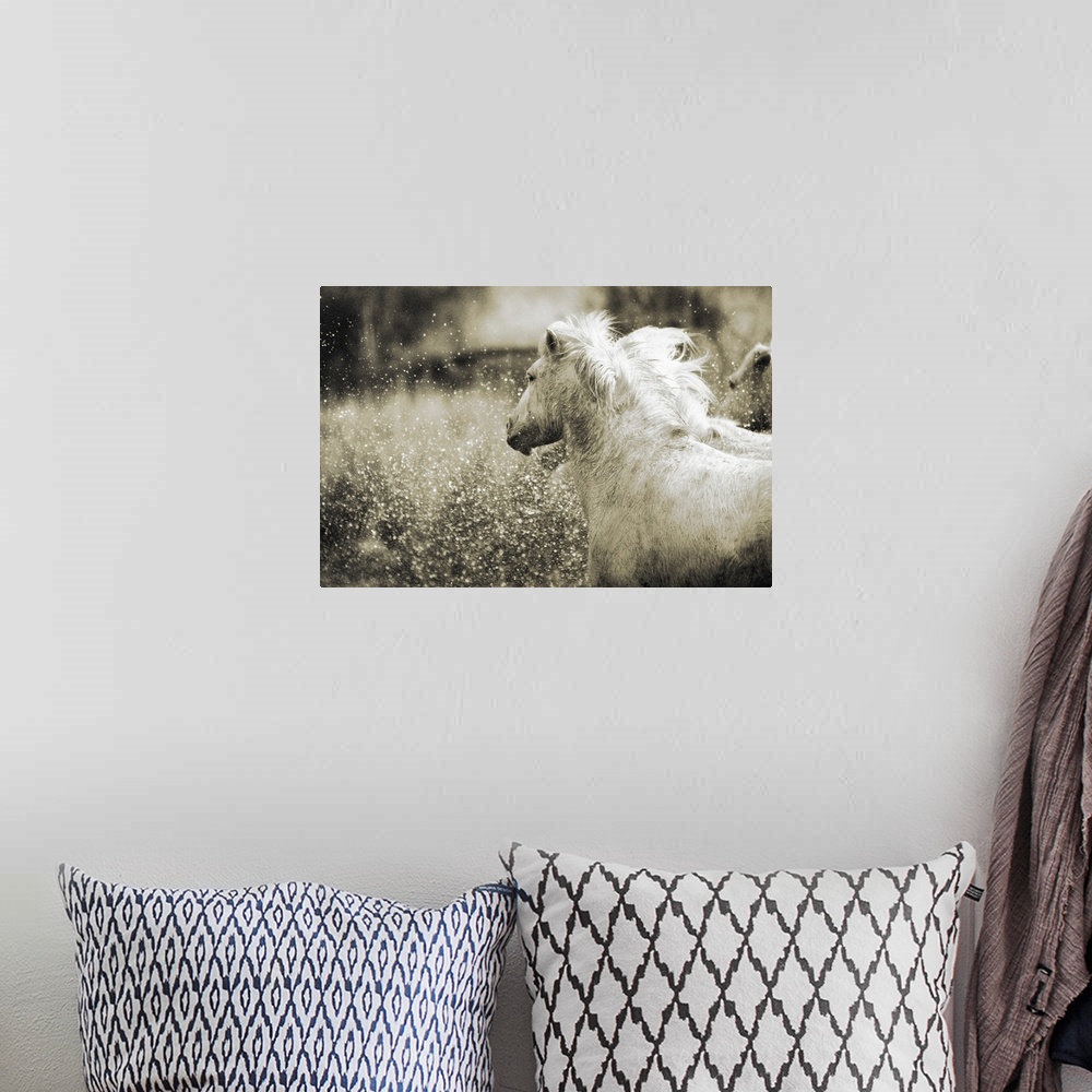 A bohemian room featuring White horses gallop through the countryside kicking up sprays of water in this horizontal photogr...