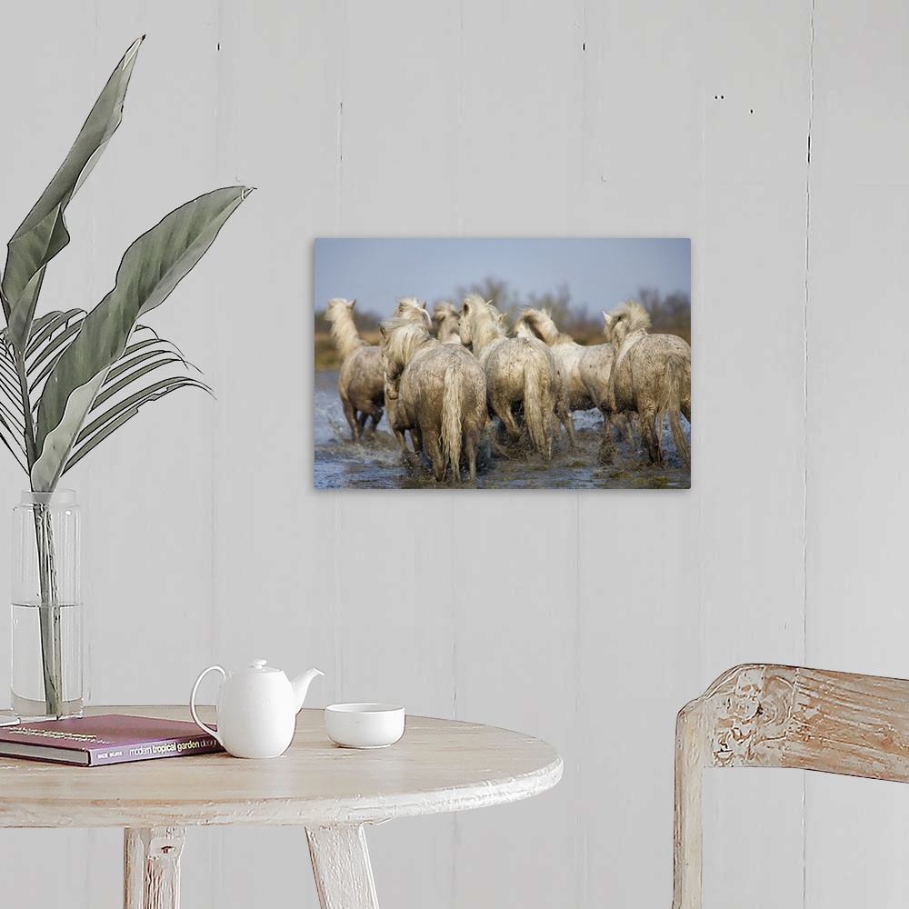 A farmhouse room featuring Camargue horses running in the water at sunset, Arles, France