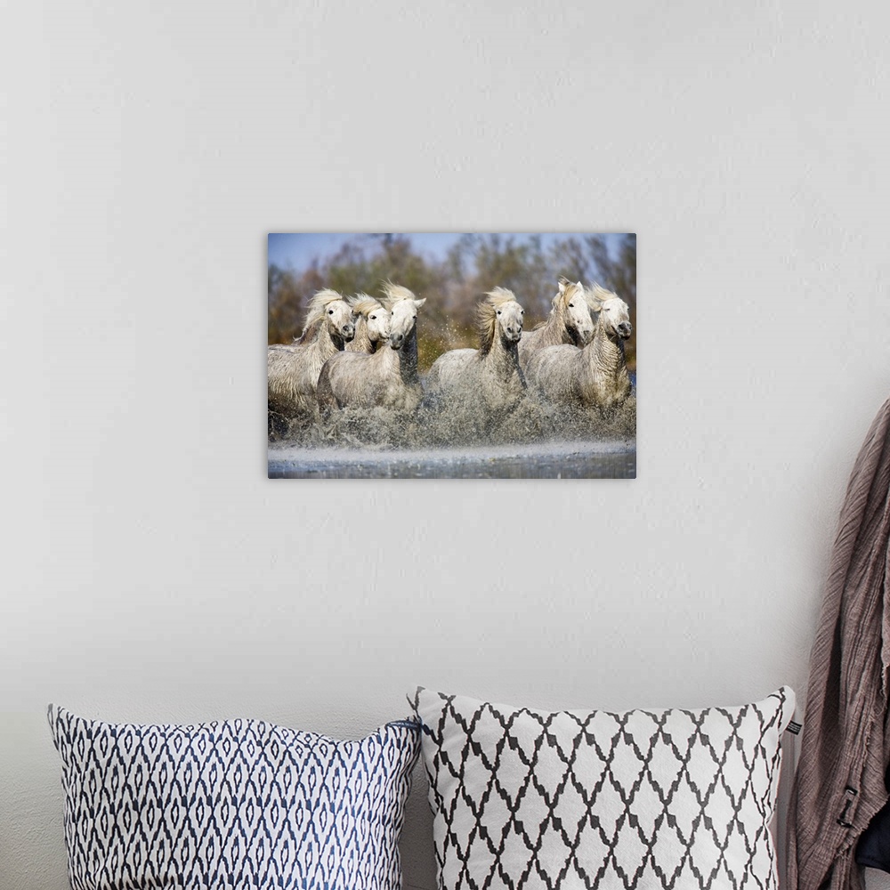 A bohemian room featuring Photograph of wild horses running through river with forest in the background.