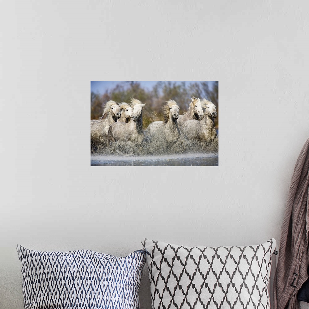 A bohemian room featuring Photograph of wild horses running through river with forest in the background.
