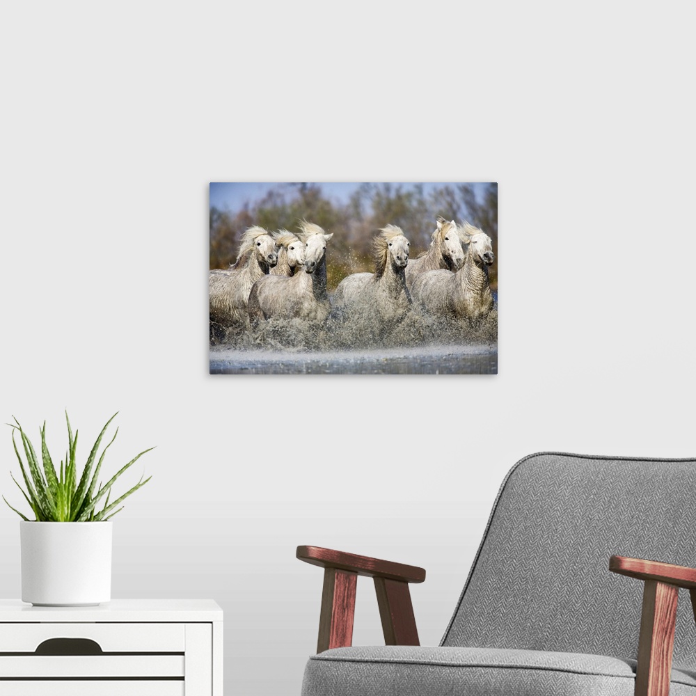 A modern room featuring Photograph of wild horses running through river with forest in the background.
