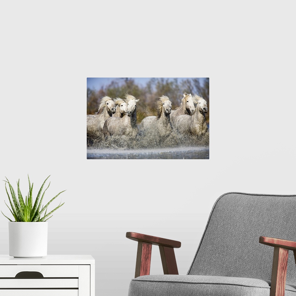 A modern room featuring Photograph of wild horses running through river with forest in the background.