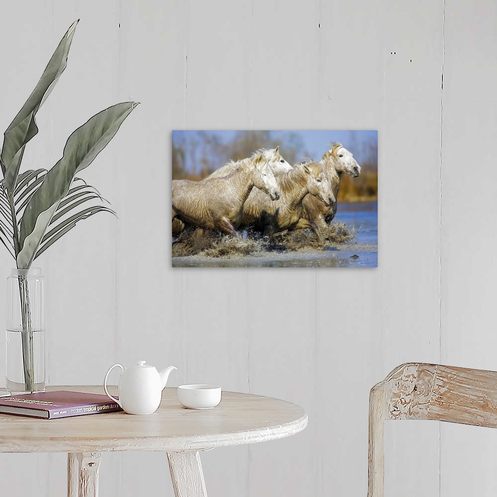 A farmhouse room featuring Camargue horses running in the water at sunset, Arles, France