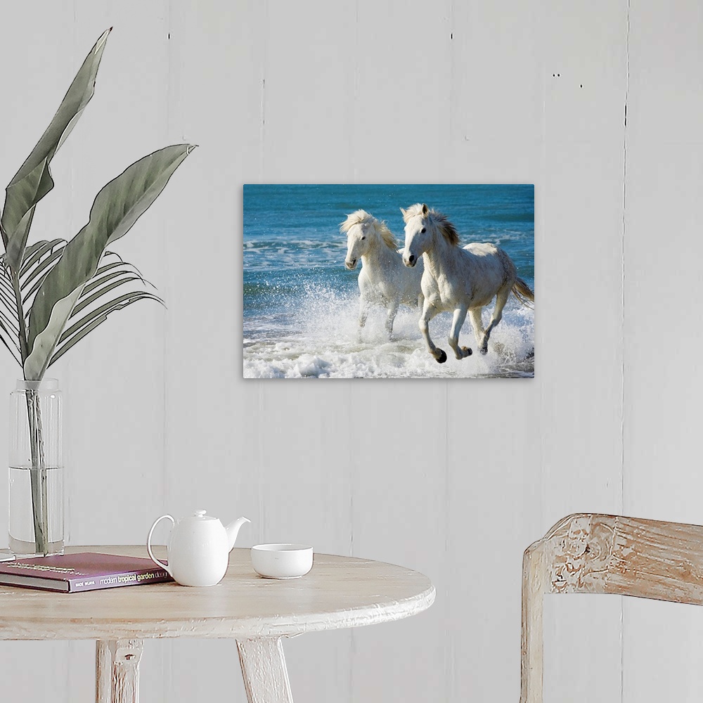 A farmhouse room featuring Giant photograph of two Camargue horses galloping along the edge of the ocean on a beach in South...