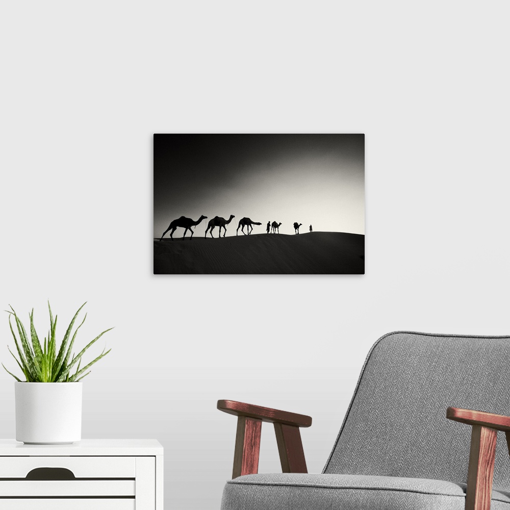 A modern room featuring Camels and their owners at sunset, Rajistan, India