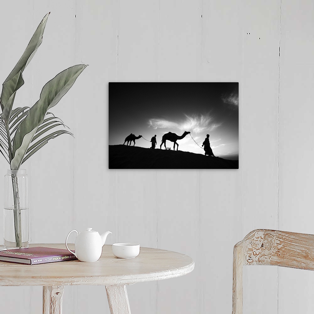 A farmhouse room featuring Camels and their owners at sunset, Rajistan, India