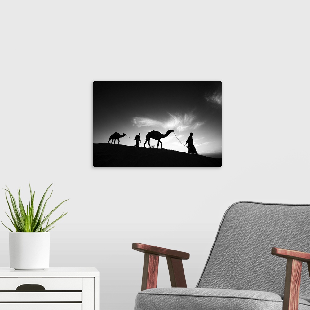 A modern room featuring Camels and their owners at sunset, Rajistan, India