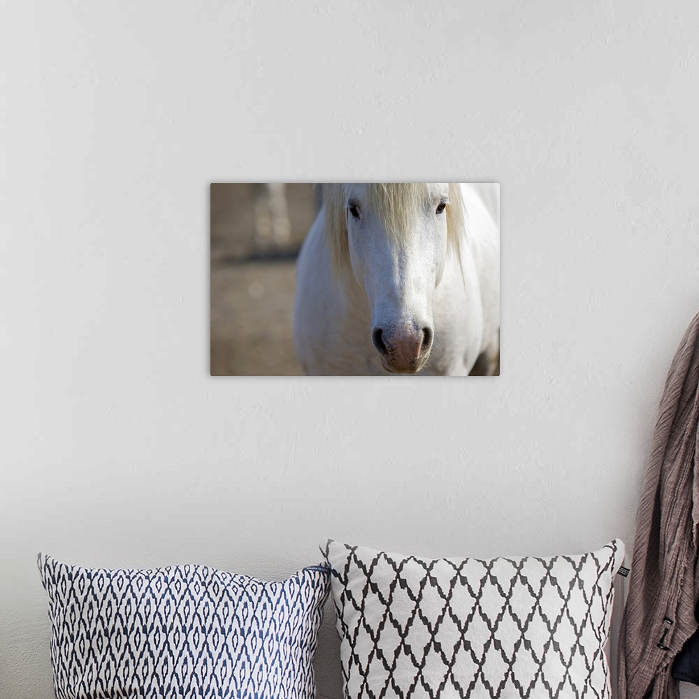 A bohemian room featuring Big canvas print of the up close of a horse's face.
