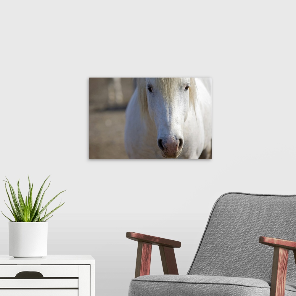 A modern room featuring Big canvas print of the up close of a horse's face.