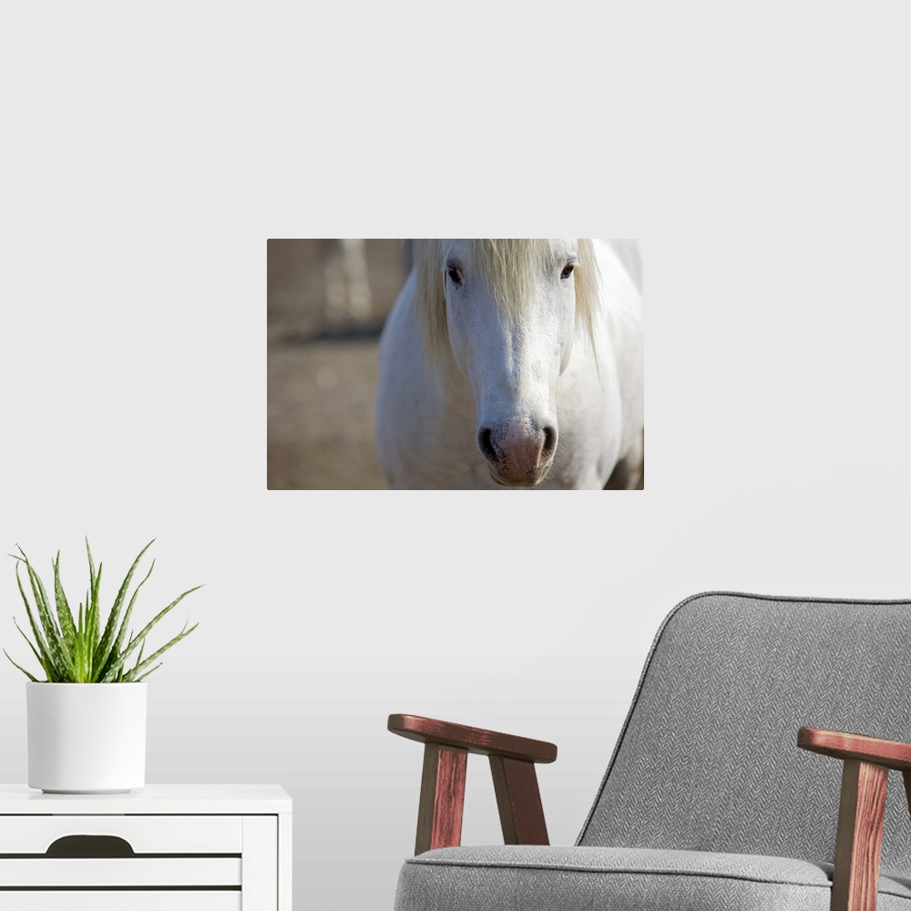 A modern room featuring Big canvas print of the up close of a horse's face.