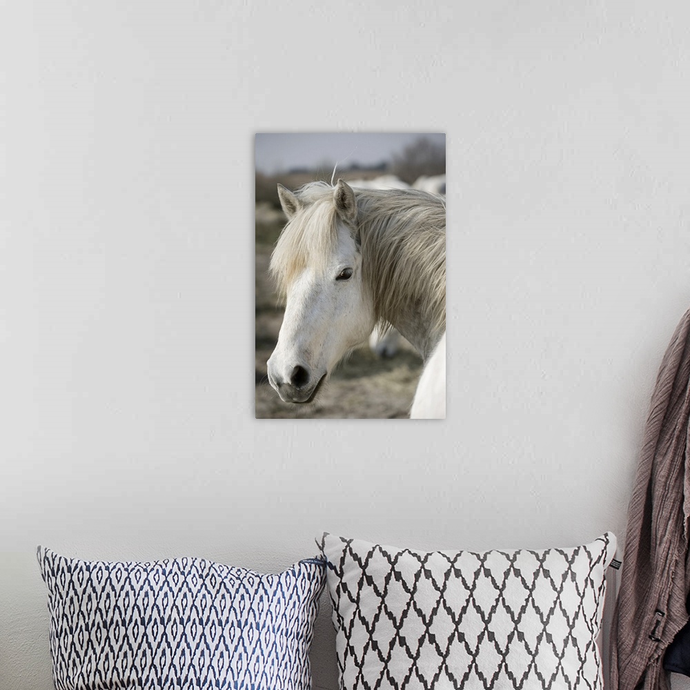 A bohemian room featuring Vertical canvas photo art of the up close of a horses head looking back at the camera.