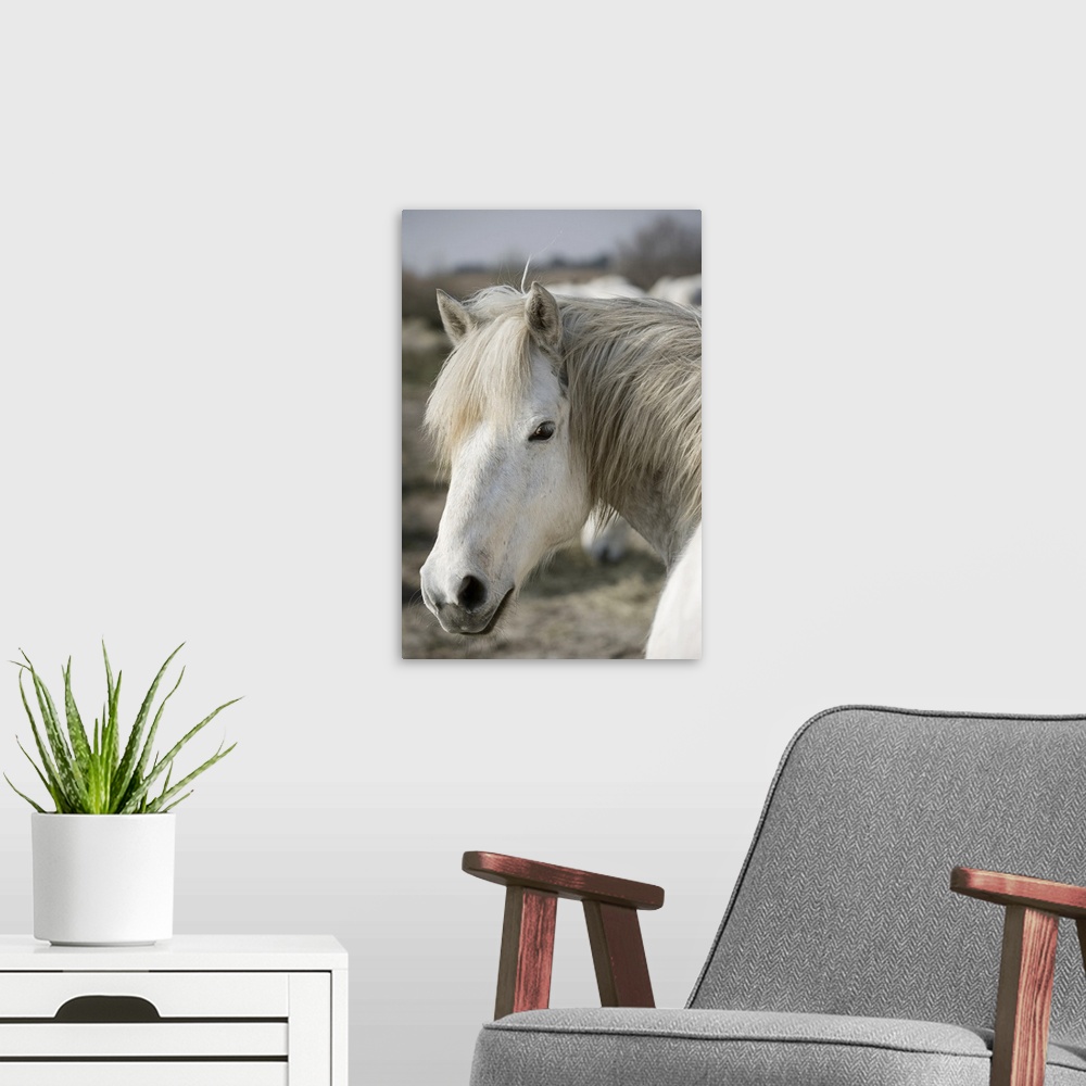 A modern room featuring Vertical canvas photo art of the up close of a horses head looking back at the camera.