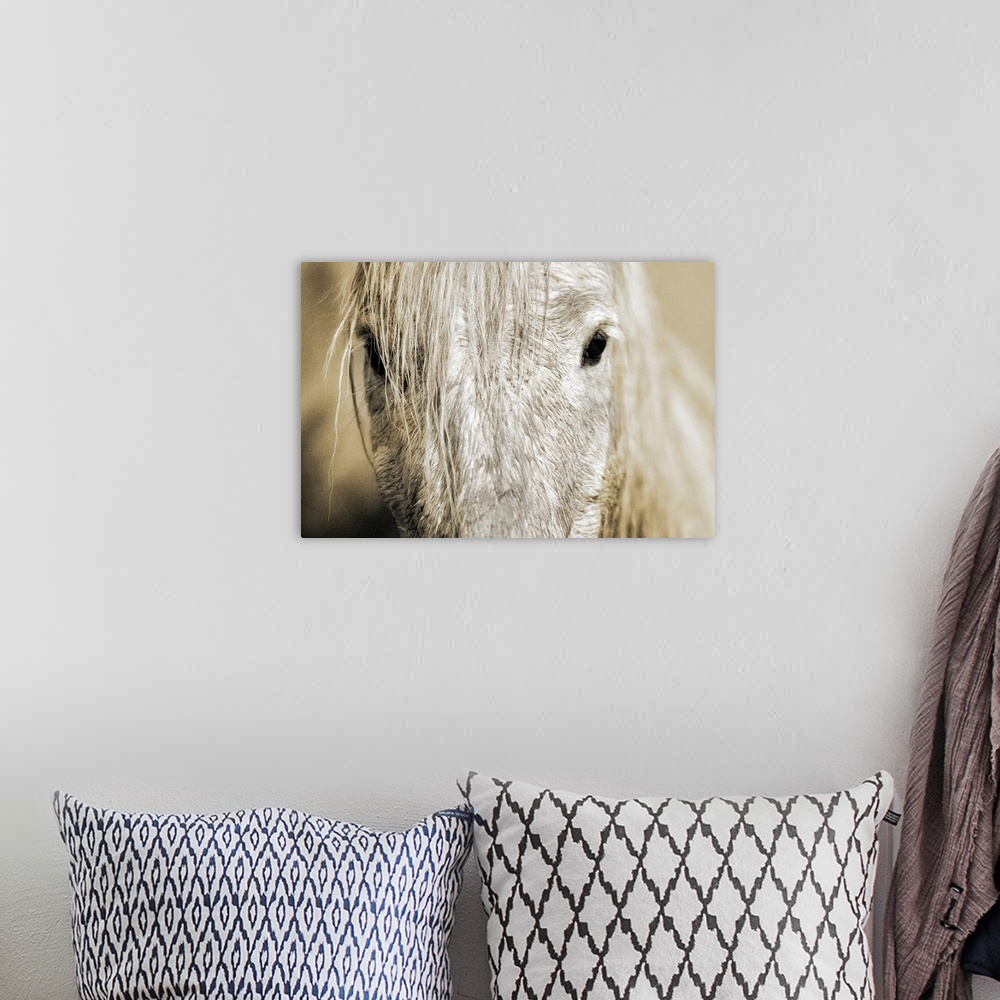A bohemian room featuring Wall docor of an extreme close up of a white horse's mid facial area with dark eyes staring back.