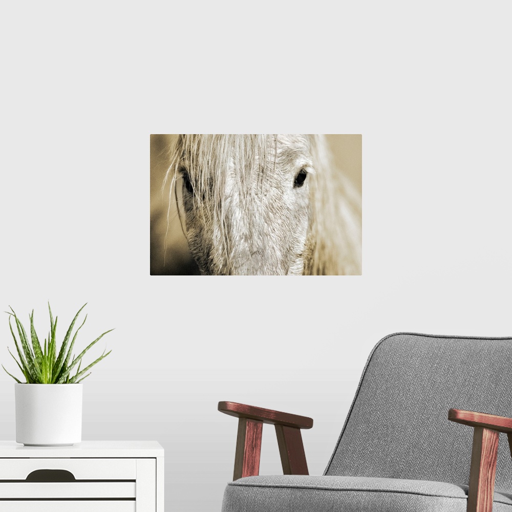 A modern room featuring Wall docor of an extreme close up of a white horse's mid facial area with dark eyes staring back.