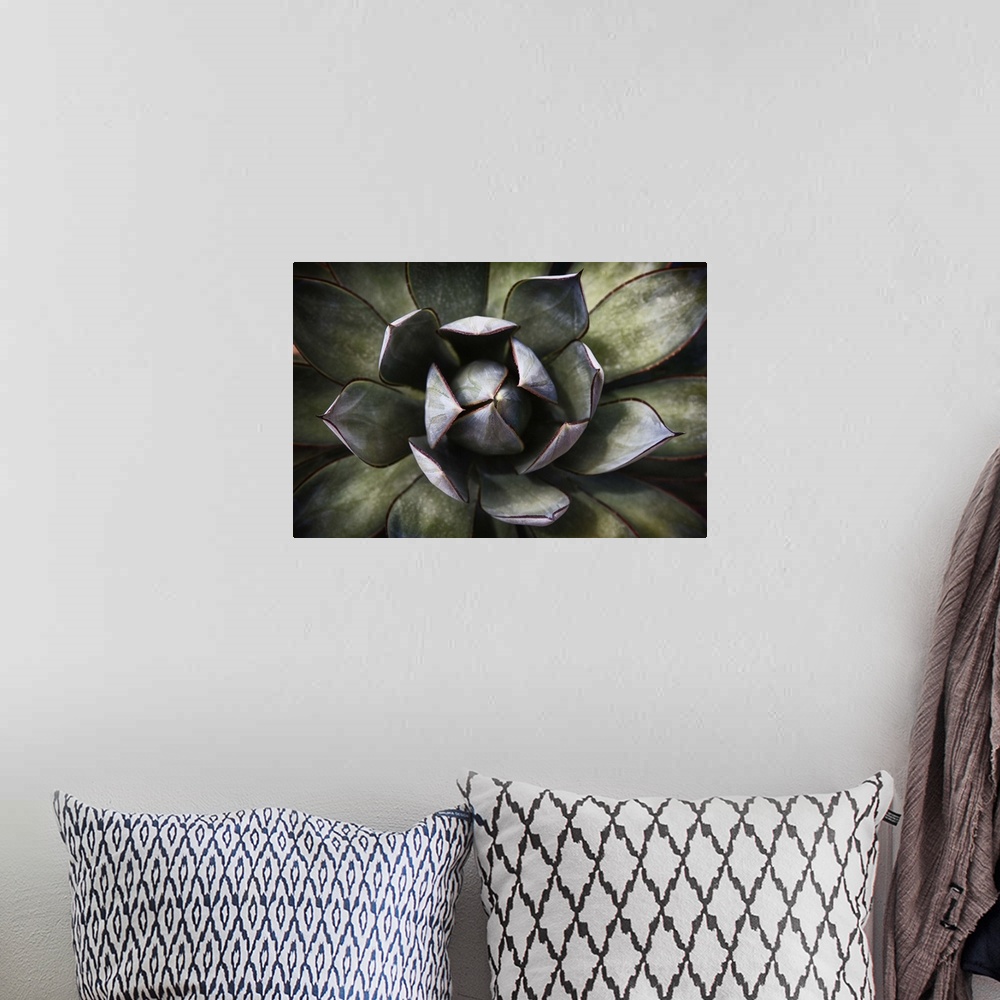 A bohemian room featuring Close up of an Agave