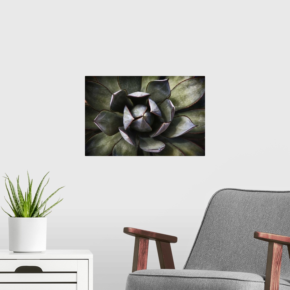 A modern room featuring Close up of an Agave