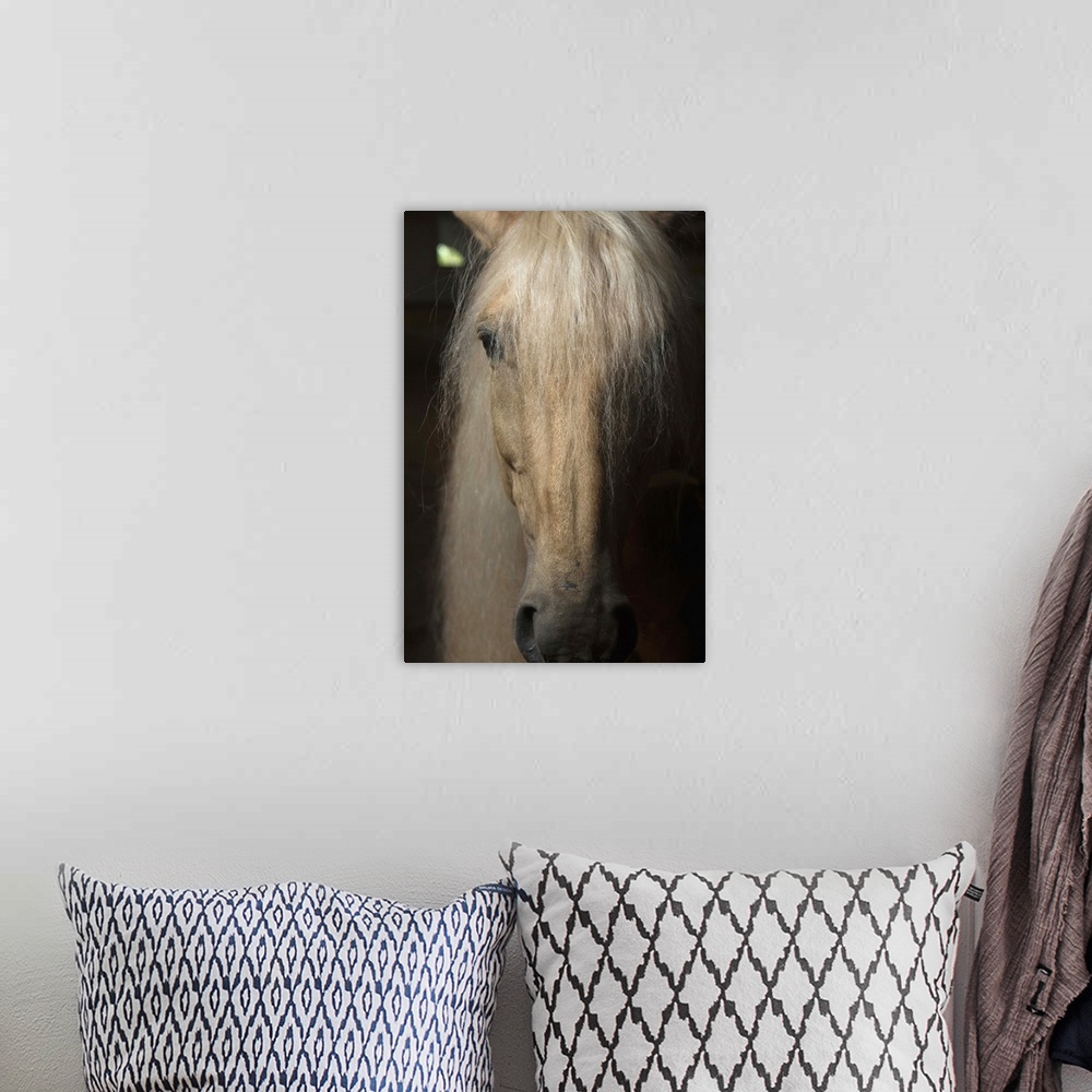 A bohemian room featuring Close up portrait of a light colored long haired horse in France.