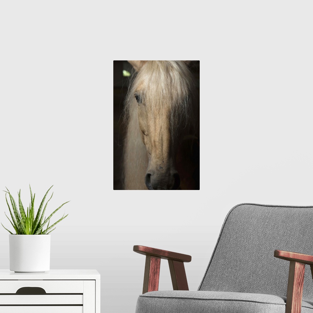 A modern room featuring Close up portrait of a light colored long haired horse in France.