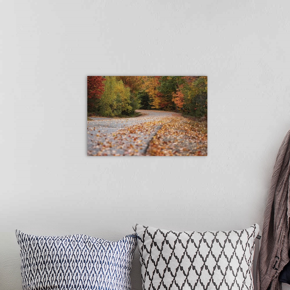 A bohemian room featuring Country road with fall color  in Acadia National Park