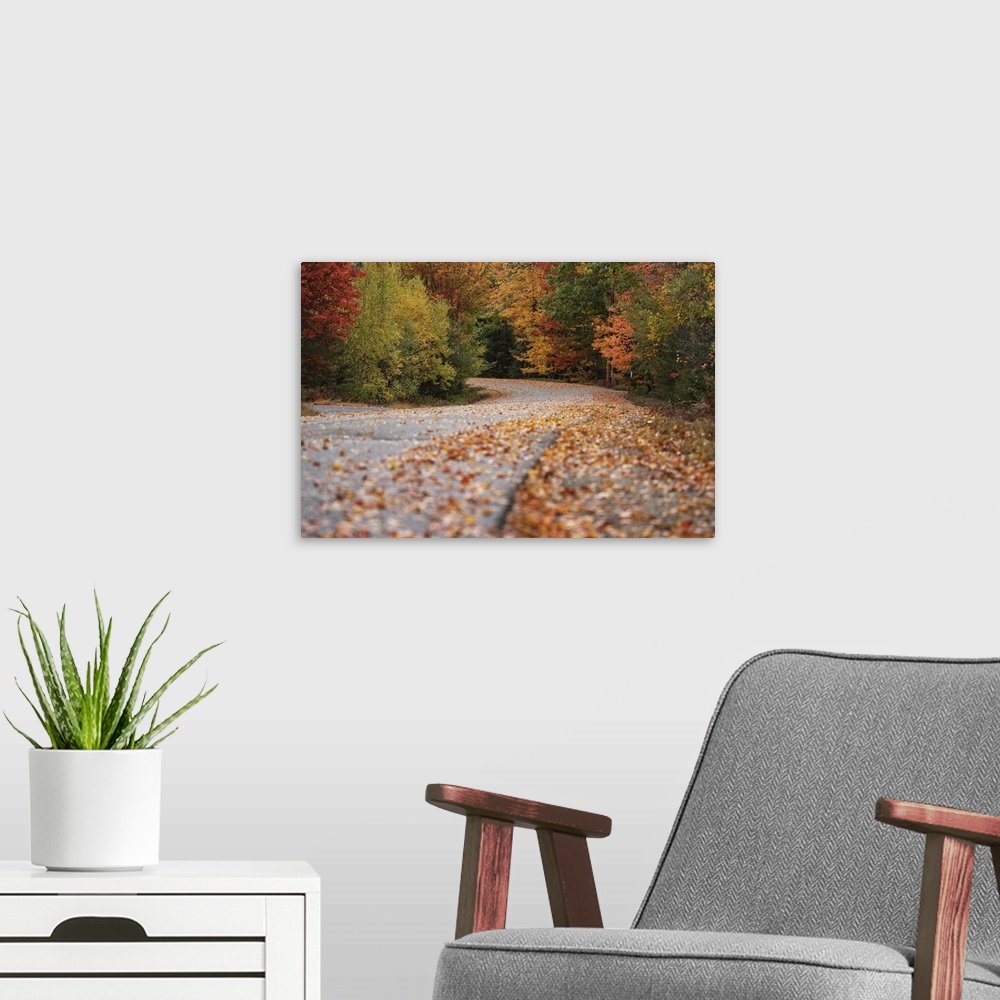 A modern room featuring Country road with fall color  in Acadia National Park