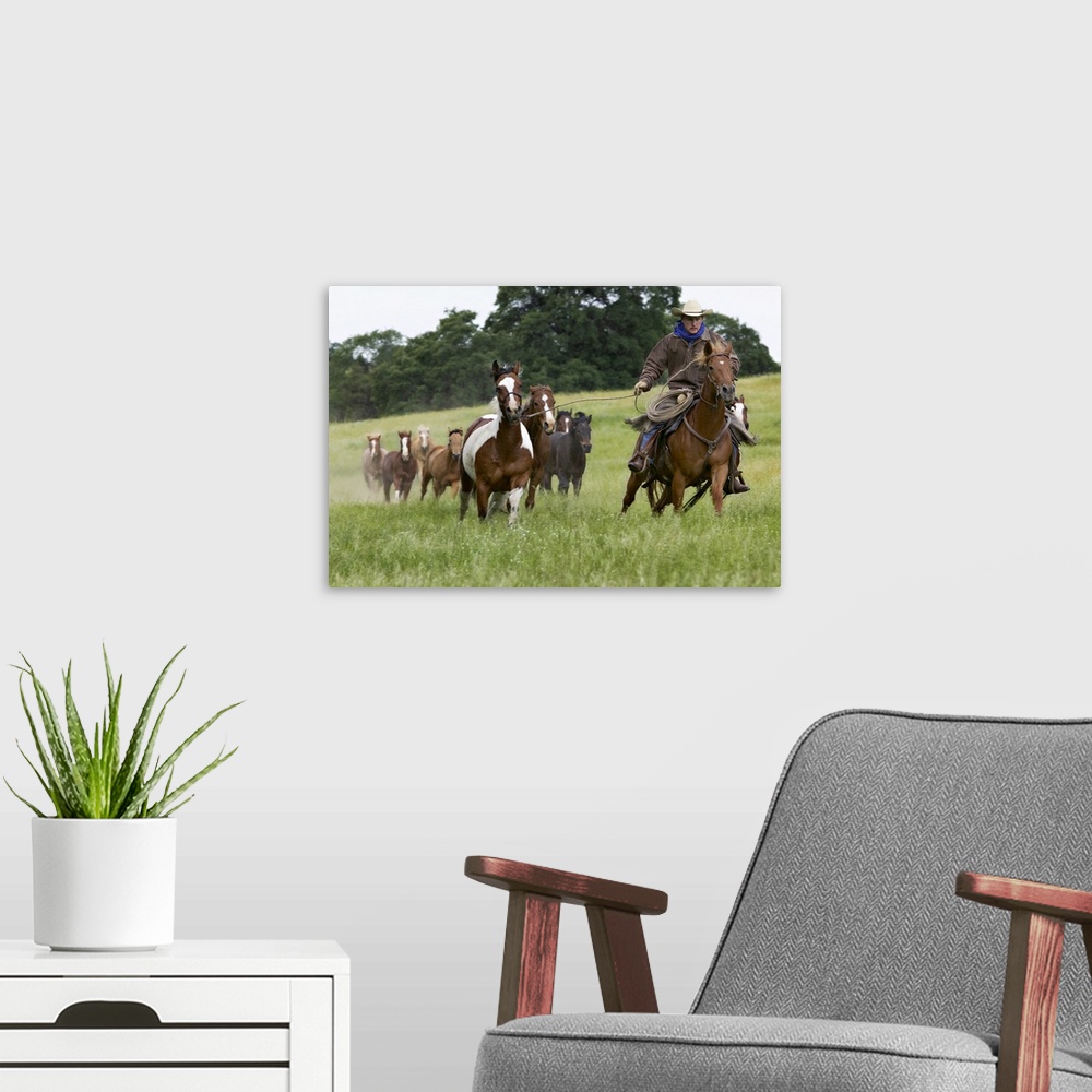A modern room featuring Cowboy herding several horses across a field near Yosemite, CA.