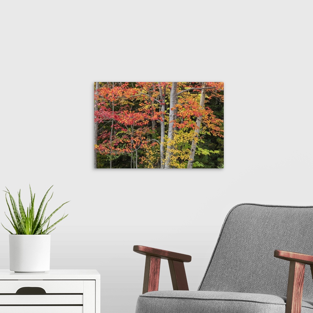 A modern room featuring Fall color in Acadia National Park.