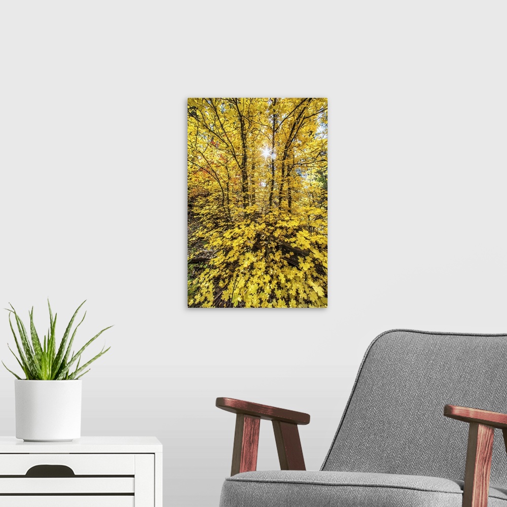 A modern room featuring Bright yellow leaves in a forest in autumn.