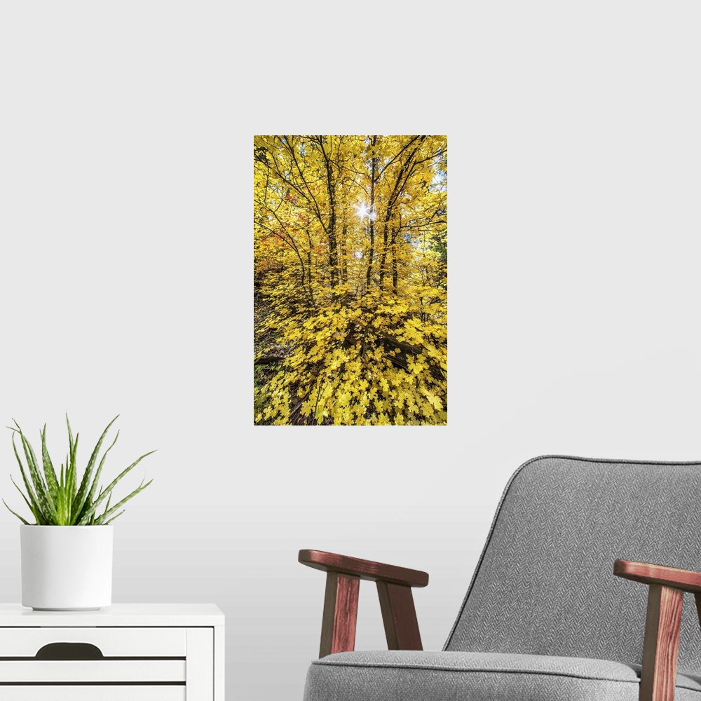 A modern room featuring Bright yellow leaves in a forest in autumn.