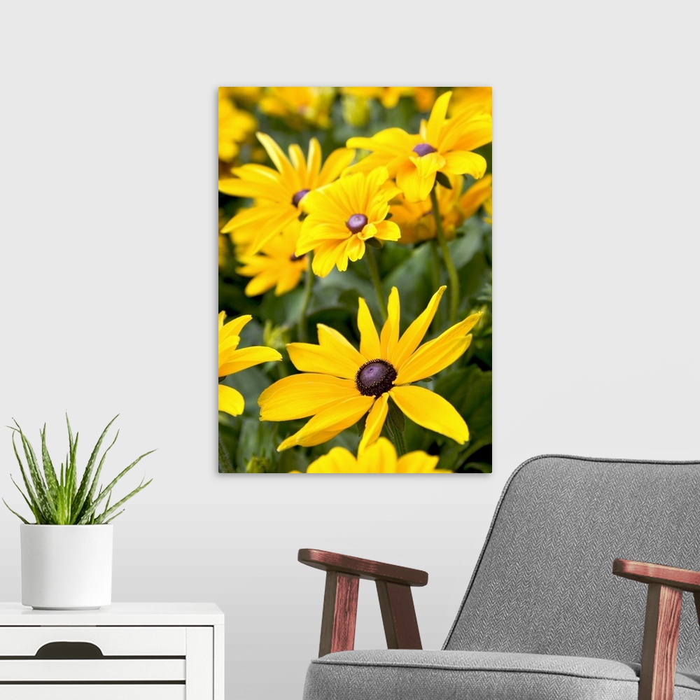 A modern room featuring Field of yellow daisies
