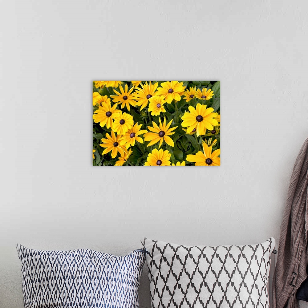 A bohemian room featuring Field of yellow daisies