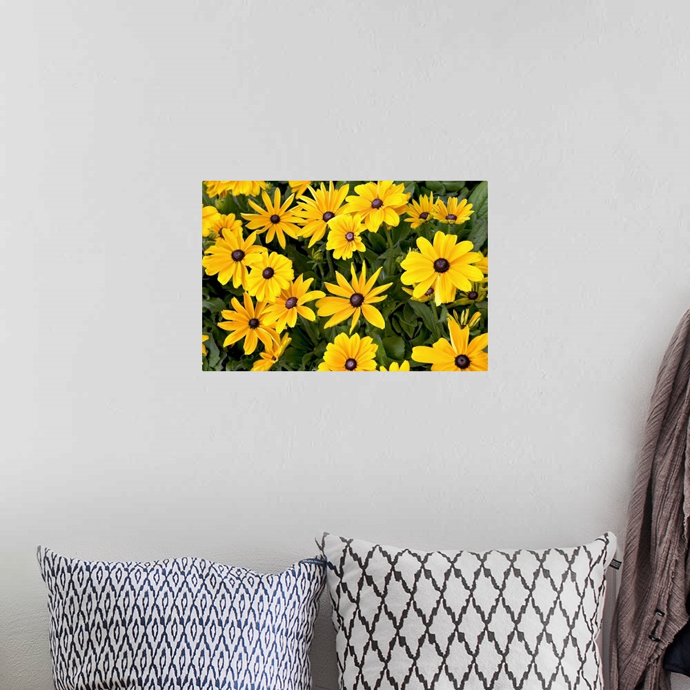 A bohemian room featuring Field of yellow daisies