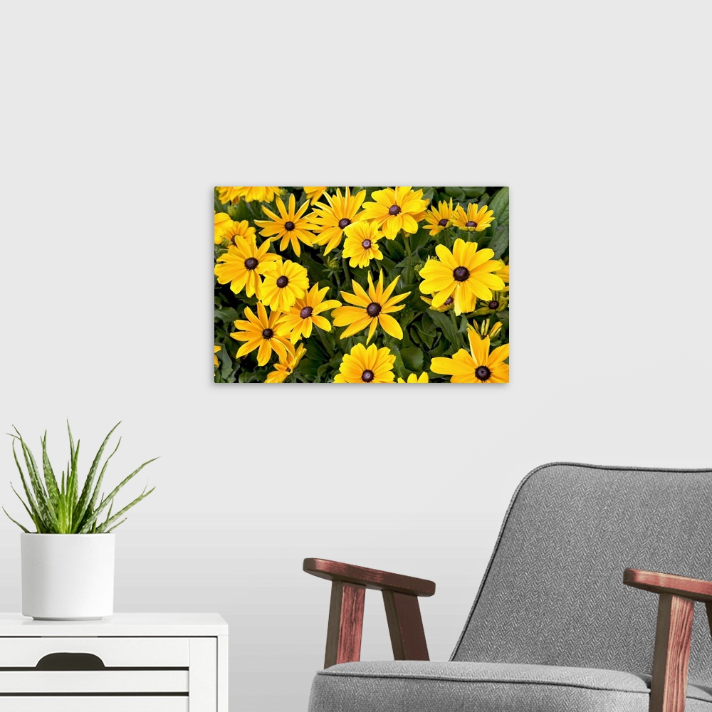 A modern room featuring Field of yellow daisies
