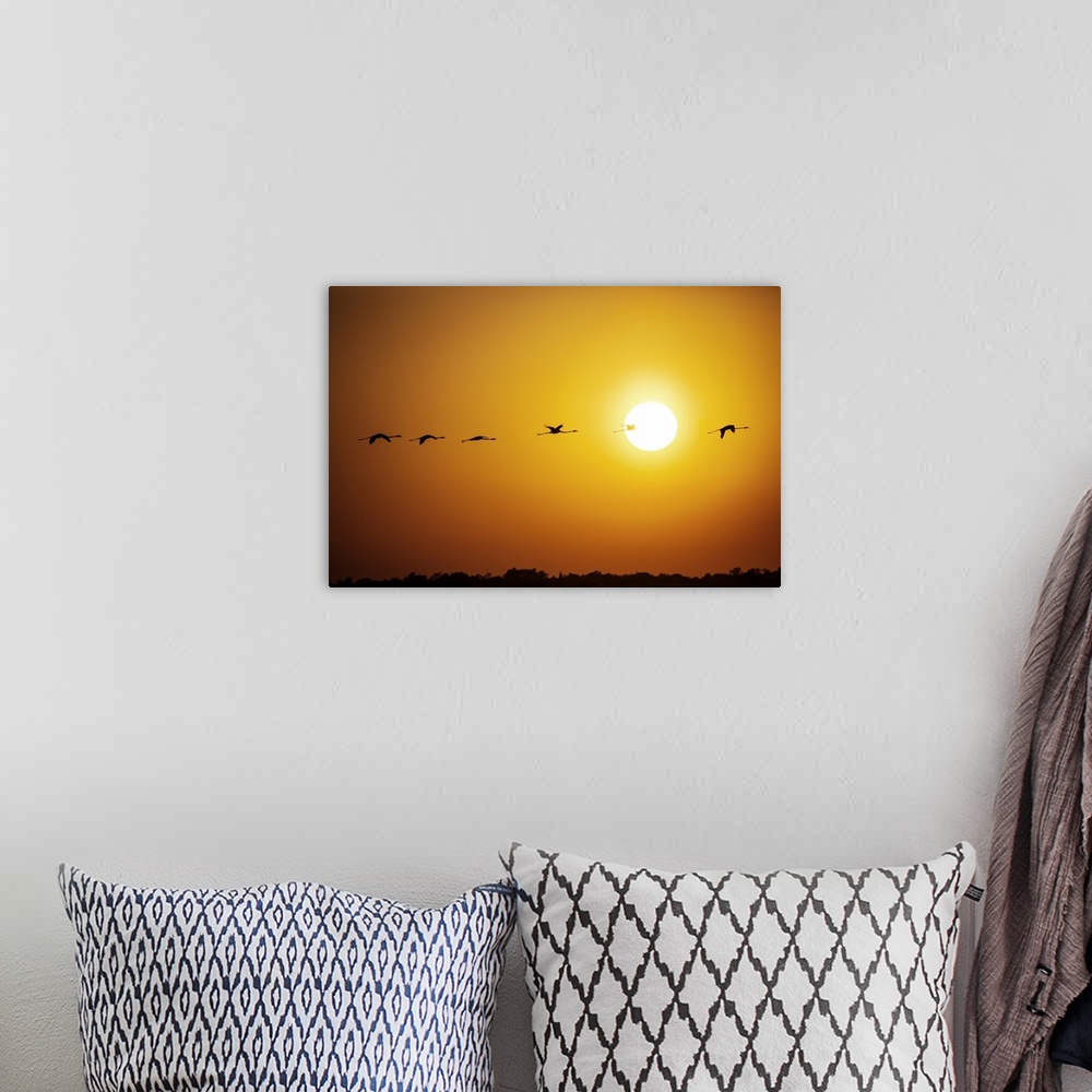 A bohemian room featuring Flamingos in flight at sunset