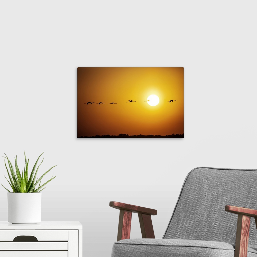 A modern room featuring Flamingos in flight at sunset