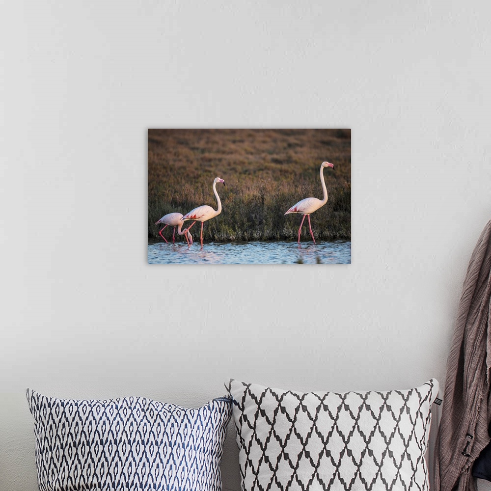 A bohemian room featuring Flamingos in the water in France