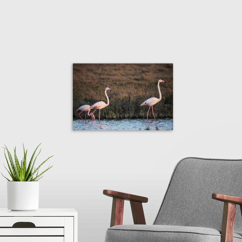 A modern room featuring Flamingos in the water in France