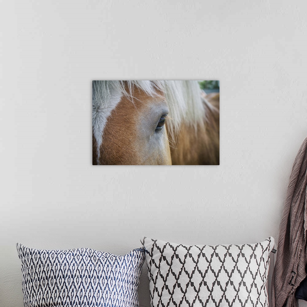 A bohemian room featuring Horse close up in the Palouse, Washington