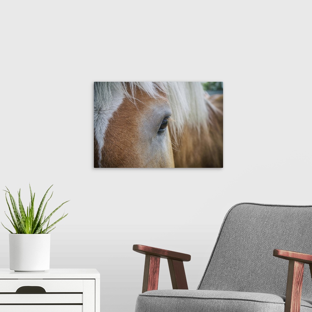 A modern room featuring Horse close up in the Palouse, Washington