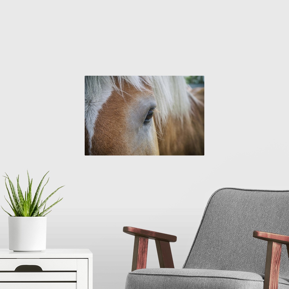 A modern room featuring Horse close up in the Palouse, Washington