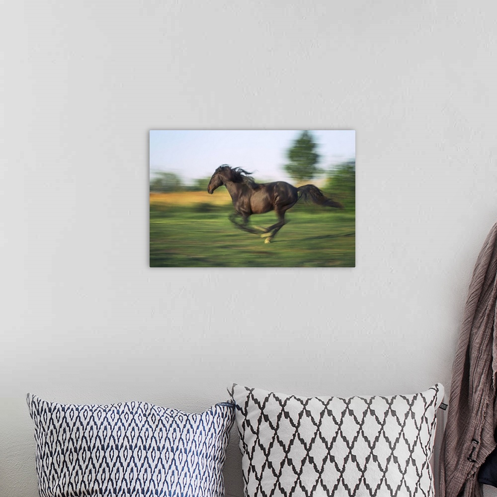 A bohemian room featuring Horse running at full speed in the south of France